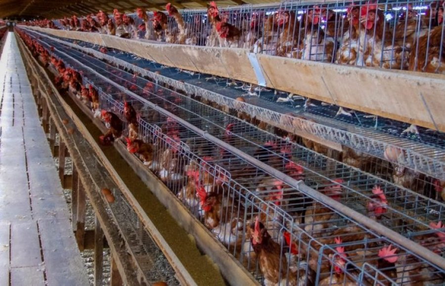 Idaron reforça importância da biossegurança para prevenir influenza aviária em aves de Rondônia