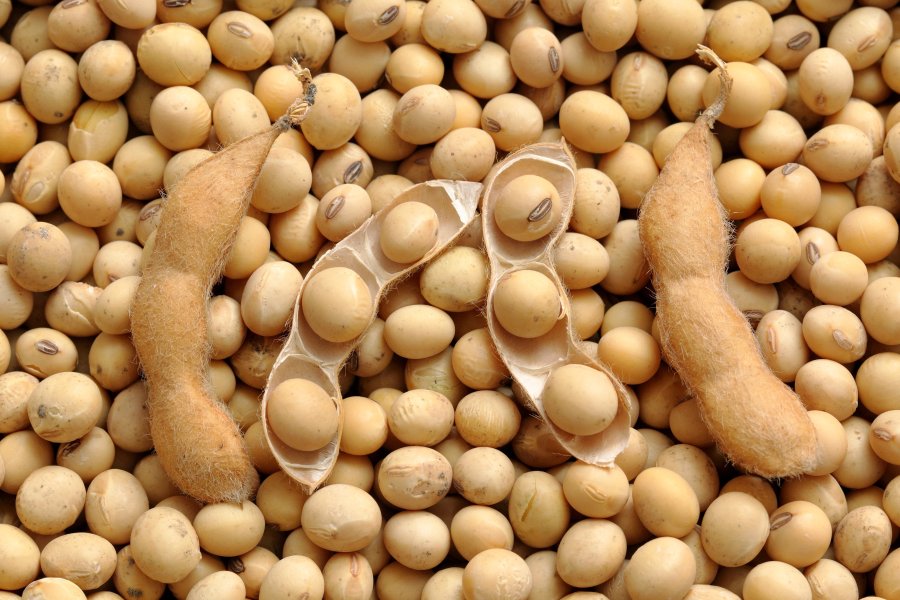 SOJA/CEPEA: Demanda externa sustenta preços domésticos