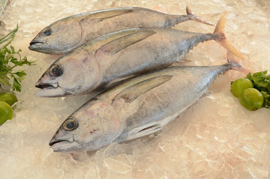 Austrália abre mercado para pescados do Brasil