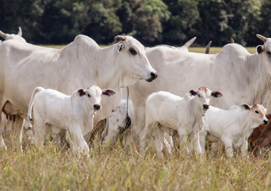 BOI/CEPEA: Bezerro é negociado acima de R$ 3 mil em quase todas as praças