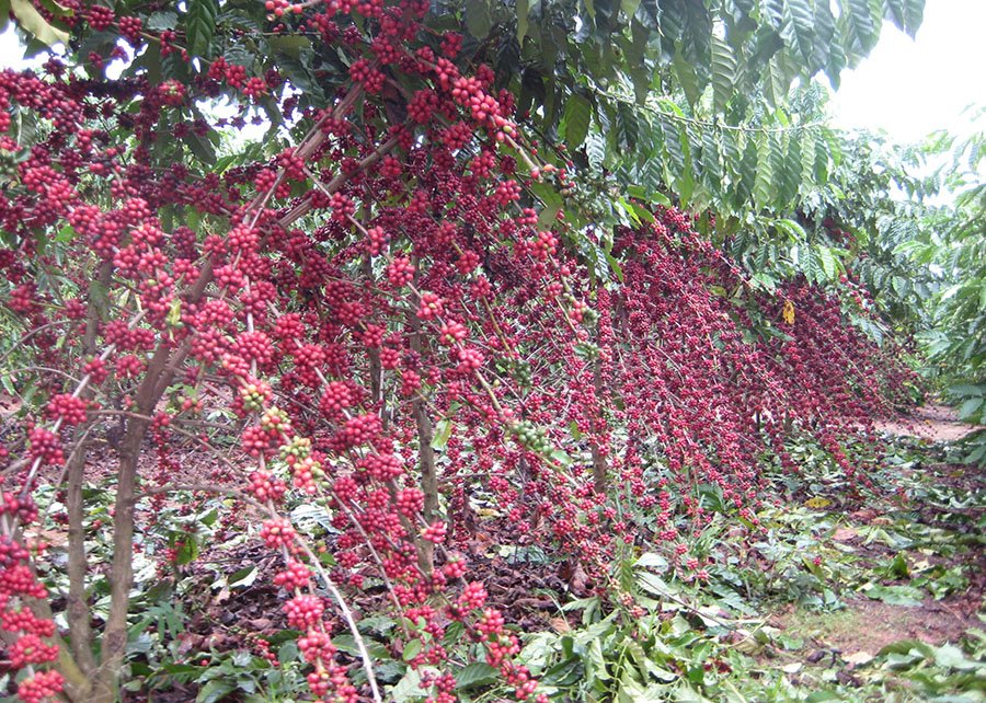 Produtores familiares quadruplicam produtividade de cafés Robustas Amazônicos