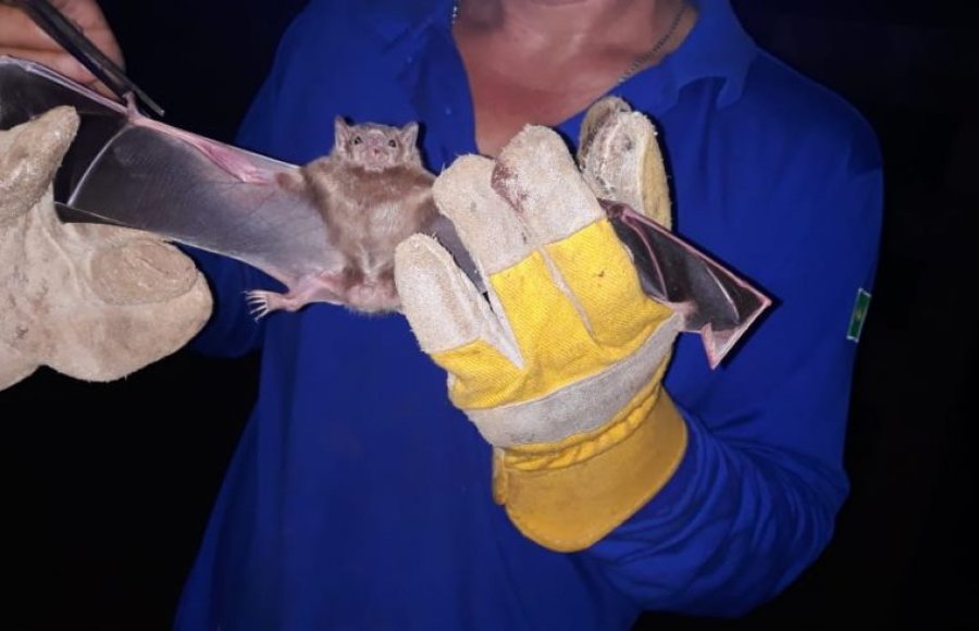 Idaron reforça ações para prevenir novos casos de raiva animal em Nova Mamoré