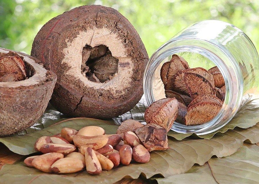 Projeto cria indicadores de eficiência para a cadeia da castanha-da-amazônia