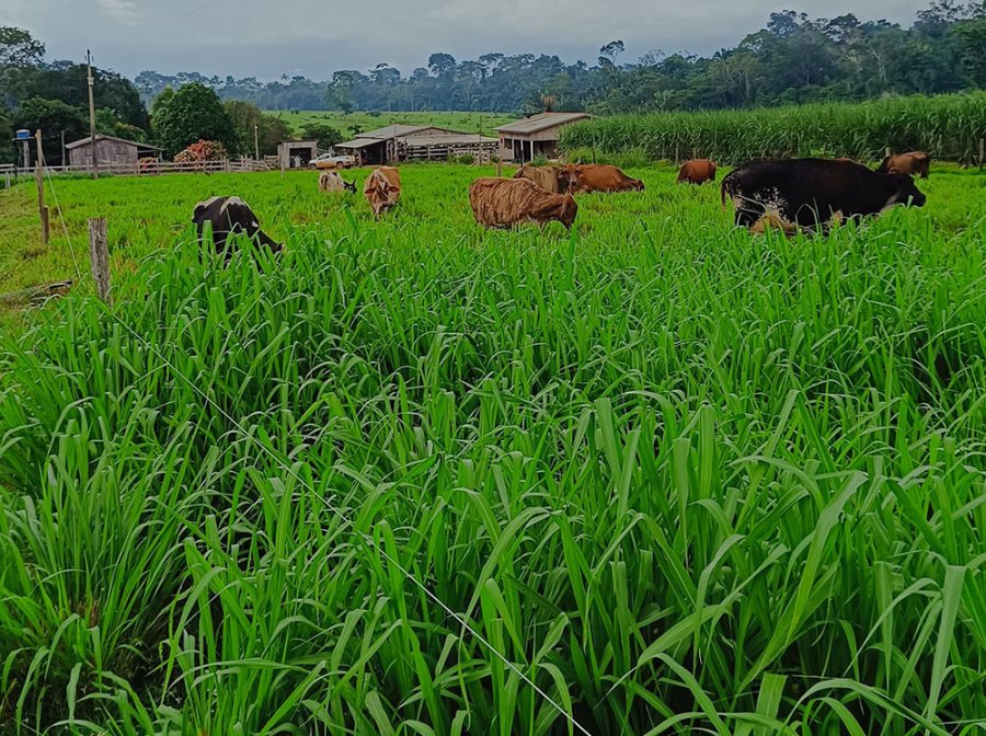 Nota Técnica orienta produtores sobre possíveis riscos da infestação de lagartas nas áreas de pastagens e lavouras