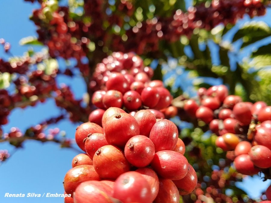 O ponto ideal de colheita do café vai além da cor