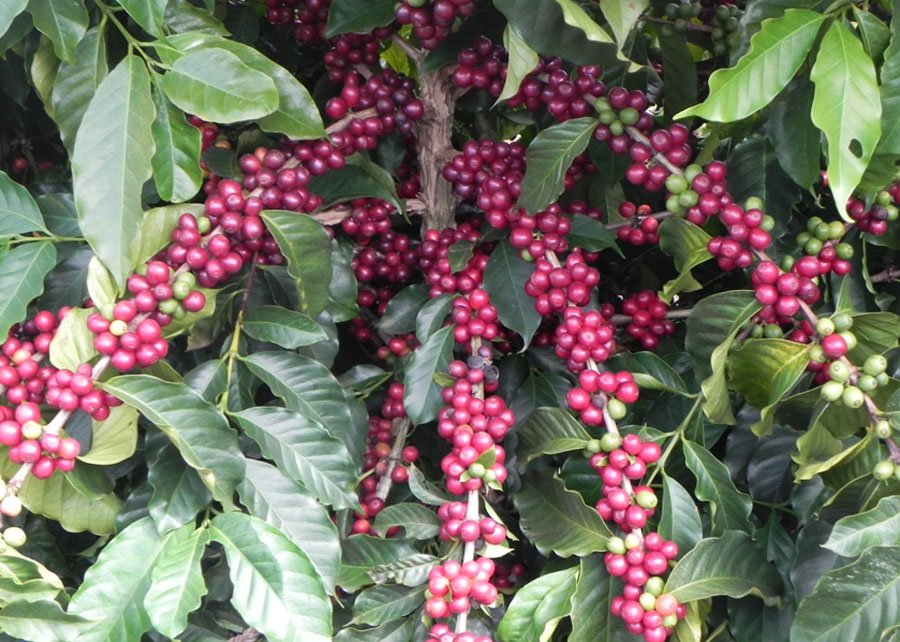 Embrapa Café lança publicação sobre manejo integrado de pragas e doenças dos cafés conilon e robusta