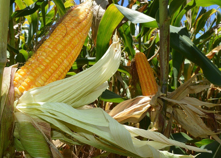 Embrapa amplia portfólio de baixo carbono e lança programas para milho e sorgo